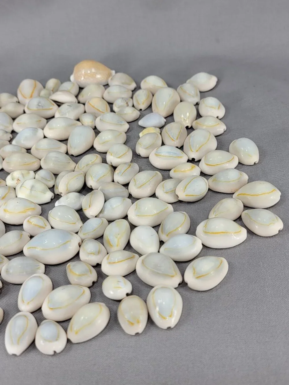 Cowrie Shell Seashell Nautical Beach Ocean Decor Crafts Lot